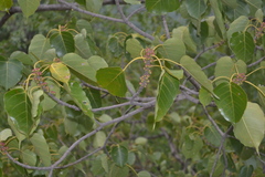 Ficus arnottiana